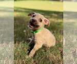 Stack - Male Mutt Dog for Adoption - Small photo