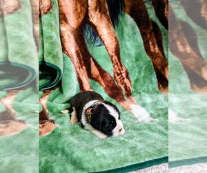 Medium Saint Bernard