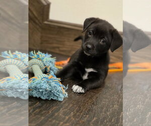 Smokey - Female Labrador Retriever Dog for Adoption - Photo #2