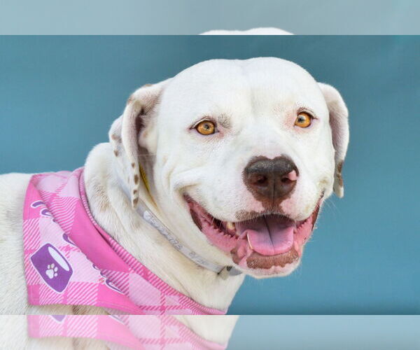 Medium Photo #1 American Pit Bull Terrier Puppy For Sale in Pasadena, CA, USA