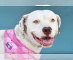 Small American Pit Bull Terrier