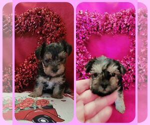 Yorkshire Terrier Puppy for sale in OCEAN SPRINGS, MS, USA