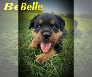 Rottweiler Puppy for sale in BERNVILLE, PA, USA