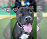 Small #20 American Pit Bull Terrier Mix