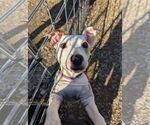 Small #4 Jack Russell Terrier Mix