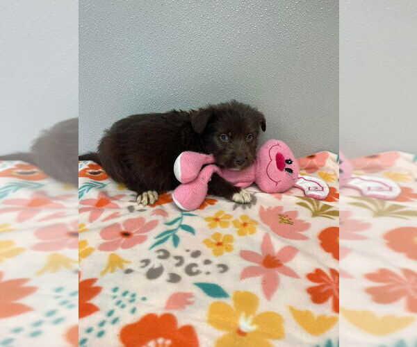 Medium Photo #1 Siberian Husky-Unknown Mix Puppy For Sale in Osgood, IN, USA