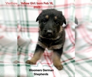 German Shepherd Dog Puppy for sale in MOUNTAIN GROVE, MO, USA