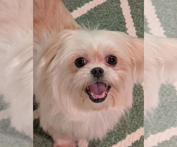 Medium Photo #2 Mal-Shi Puppy For Sale in Greensboro, NC, USA
