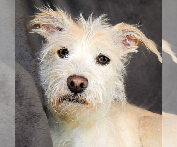 Medium Photo #2 Mutt Puppy For Sale in Albuquerque, NM, USA