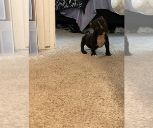 American Bully Mikelands  Puppy for sale in CHARLOTTE, NC, USA