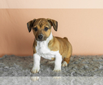 Small Alapaha Blue Blood Bulldog-Jack Russell Terrier Mix