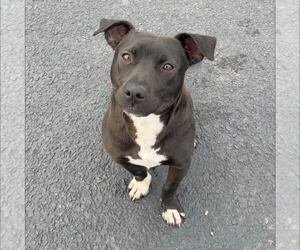 American Staffordshire Terrier-Dachshund Mix Dogs for adoption in New Oxford , PA, USA