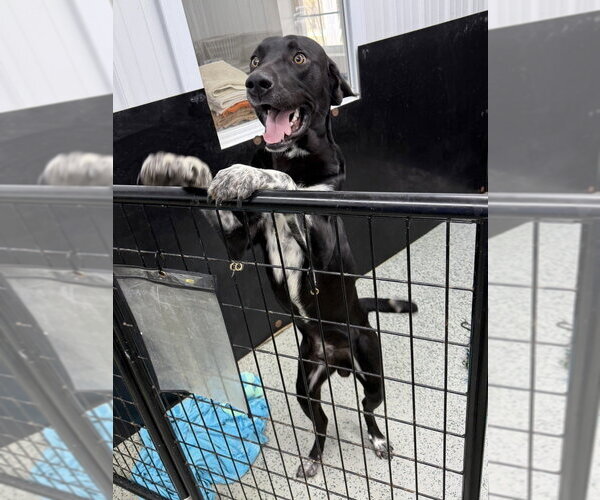 Medium Photo #2 Labrador Retriever Puppy For Sale in Aurora, IN, USA