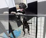 Small #1 Labrador Retriever