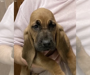 Bloodhound Puppy for sale in FORT MORGAN, CO, USA