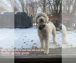 Small Photo #4 Cavapoo-Poodle (Standard) Mix Puppy For Sale in MILLINGTON, MI, USA