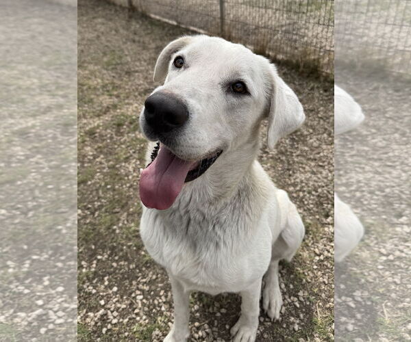 Medium Photo #3 Great Pyrenees Puppy For Sale in Devine, TX, USA