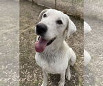 Small #2 Great Pyrenees