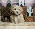 Puppy Sprout F1 Maltipoo