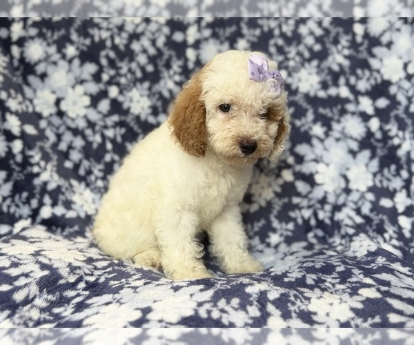 Medium Photo #3 Goldendoodle (Miniature) Puppy For Sale in LAKELAND, FL, USA