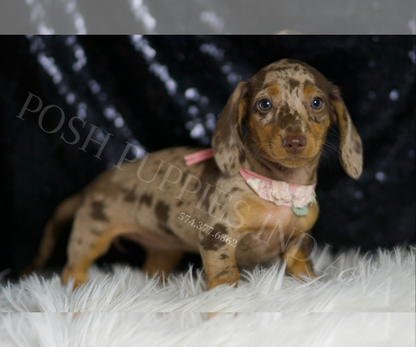 Medium Photo #4 Dachshund Puppy For Sale in WARSAW, IN, USA