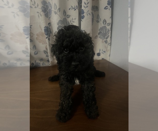 Medium Photo #27 Cockapoo Puppy For Sale in DURHAM, CT, USA