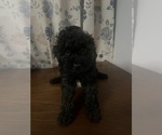 Small #26 Cockapoo