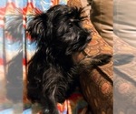 Puppy Puppy 2 Snorkie