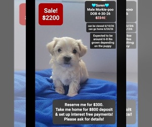 Morkie Poo (Toy) Puppy for sale in TUCSON, AZ, USA