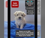 Small Morkie Poo (Toy)