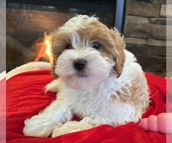 Medium Photo #3 Cavapoo Puppy For Sale in NOBLESVILLE, IN, USA