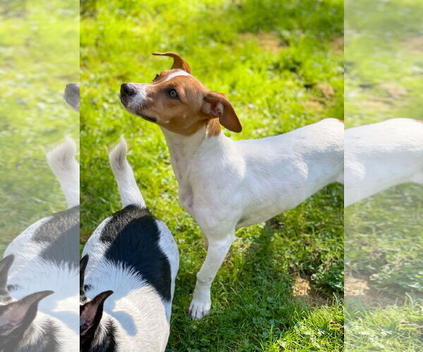 Medium Photo #5 Jack Russell Terrier-Whippet Mix Puppy For Sale in Arlington, WA, USA