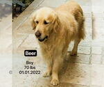 Small #3 Golden Retriever