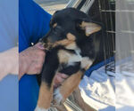 Small #1 Chihuahua Mix