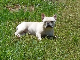 Mother of the French Bulldog puppies born on 10/10/2017
