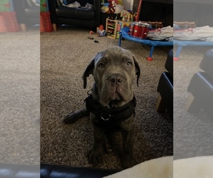 Cane Corso Puppy for sale in KENT, WA, USA