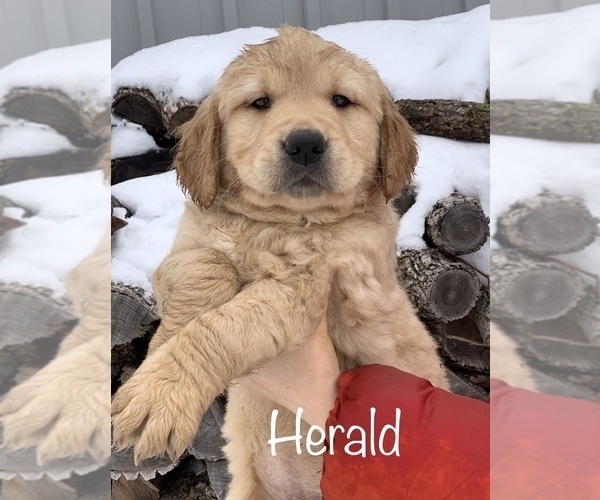 Medium Photo #1 Golden Retriever Puppy For Sale in LE ROY, MN, USA