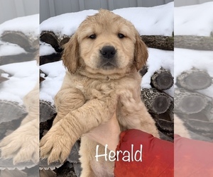 Medium Golden Retriever