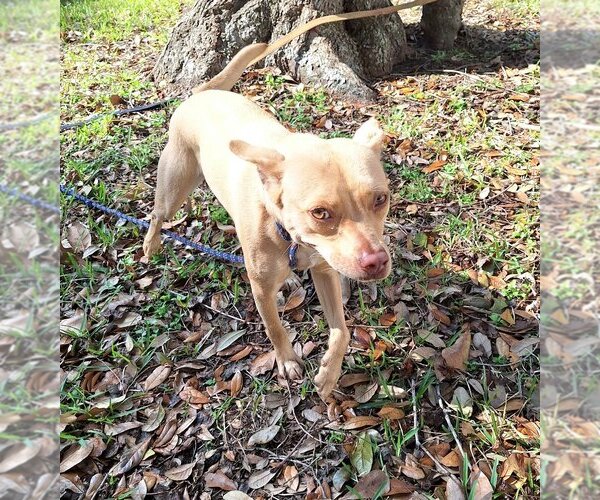 Medium Photo #4 Basenji-Rat Terrier Mix Puppy For Sale in Missouri City, TX, USA