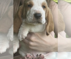 Basset Hound Puppy for sale in DALTON, GA, USA