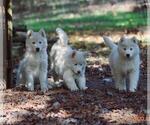 Small Photo #16 Siberian Husky Puppy For Sale in DINWIDDIE, VA, USA