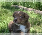 Small Photo #24 Miniature Australian Shepherd Puppy For Sale in BETHANY, IL, USA
