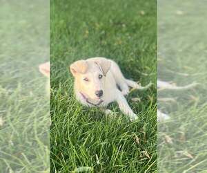 Great Pyrenees-Unknown Mix Dogs for adoption in pomfret, CT, USA