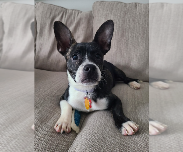 Medium Photo #1 Chihuahua-Unknown Mix Puppy For Sale in Springdale, PA, USA