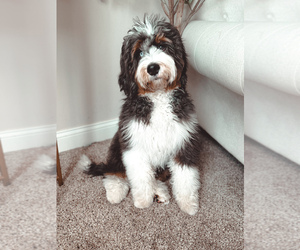 Father of the Bernedoodle puppies born on 05/11/2026