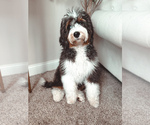 Small Photo #1 Bernedoodle Puppy For Sale in JACKSON, MO, USA