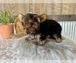 Small #2 Yorkshire Terrier