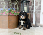 Puppy Penny Bernedoodle (Miniature)