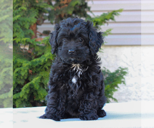 Cocker Spaniel-Poodle (Miniature) Mix Puppy for sale in HONEY BROOK, PA, USA