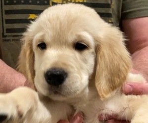 Golden Retriever Puppy for sale in EAST LONGMEADOW, MA, USA